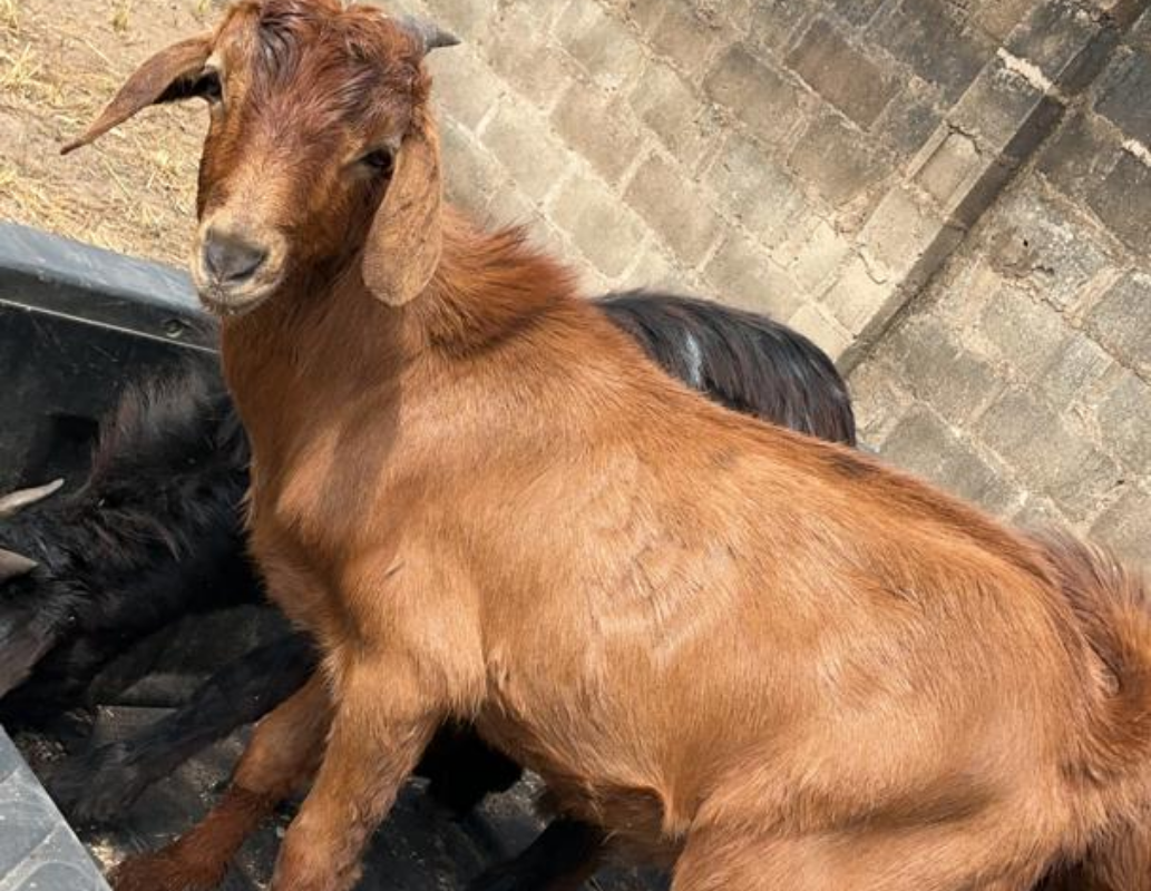 Nationwide Delivery: Freshness at Your Doorstep