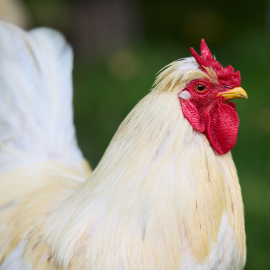 Full Grown White Cockerel